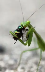 praying mantis-beneficial insect