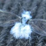 Woolly aphids prey on plants