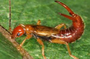 Red earwig in garden