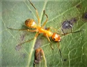 Lemon ant-little demon