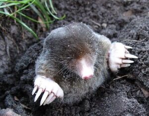 digging in my yard