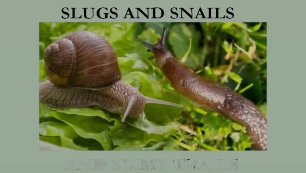 A brown snail with a spiral shell and a brown slug on green leafy plants
