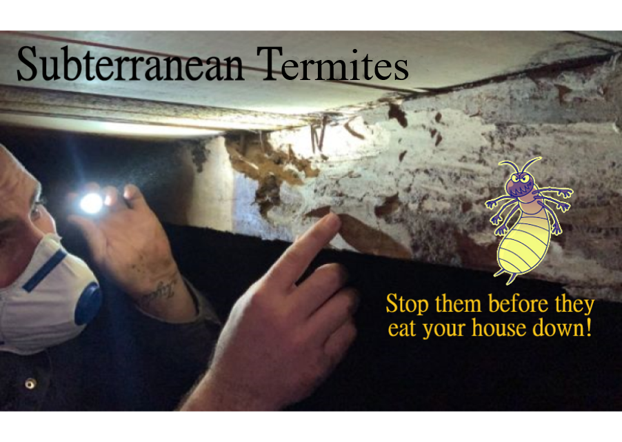 Subterranean Termites: Denizens of the Underworld