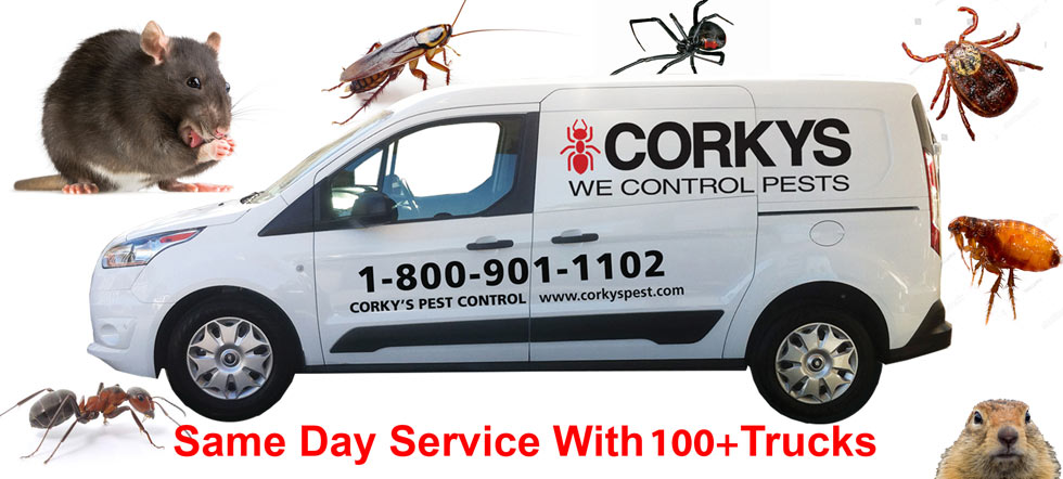 Pest Control Exterminator in Fayetteville - Natural State Pest Control