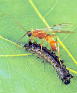wasp-attacking-catapiller