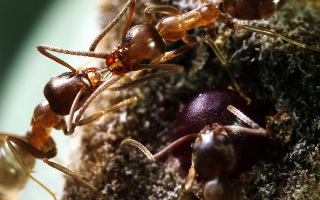 Ants: Farmers, Engineers, Warriors, Workers and Royalty