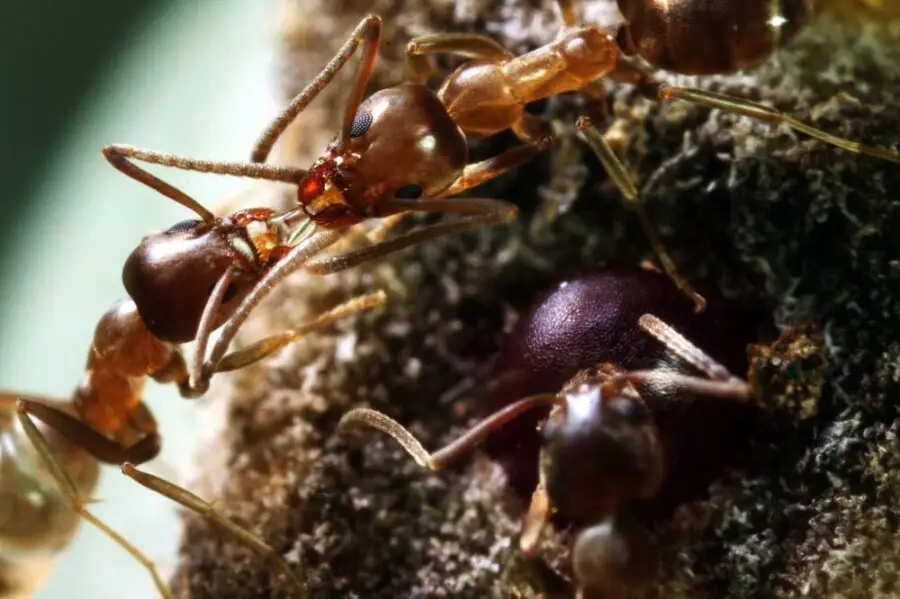 Argentine ants exchanging fluid on a textured surface with moss and lichen
