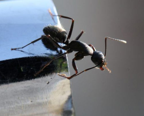 Effective-Ways-to-Get-Rid-of-Ants-in-Bathroom-Drain Apples
