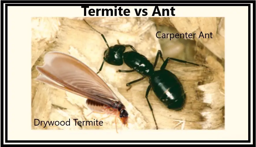 Side-by-side comparison of a drywood termite and carpenter ant on wood surface