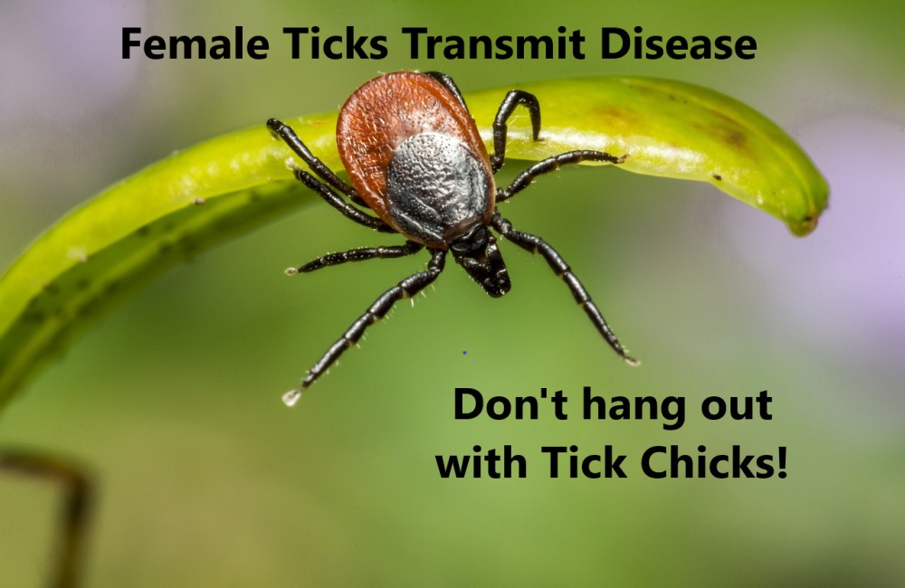 Look out for Ticks!