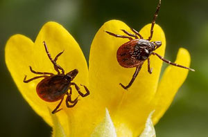 diy_ticks1 CORKY’S DO-IT-YOURSELF TICK CONTROL SERVICE