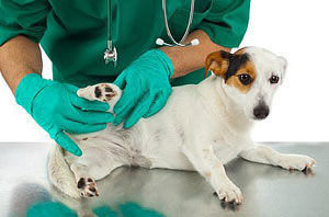 diy_ticks2 CORKY’S DO-IT-YOURSELF TICK CONTROL SERVICE