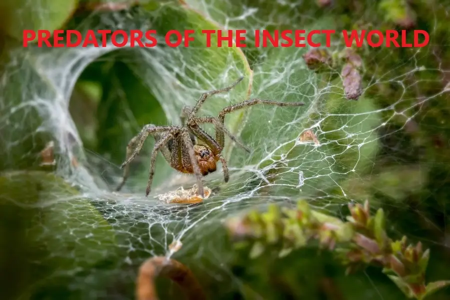 Brown spider on its web among green plant leaves with red text reading 'Predators of the Insect World' at the top