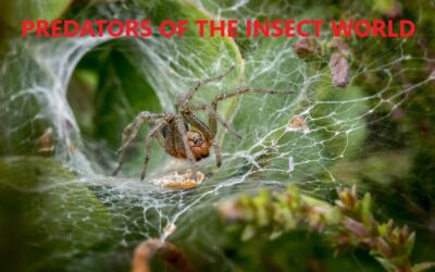 Above All Else, Spiders Are Predators.