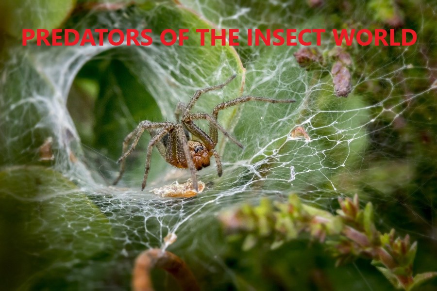 Above All Else, Spiders Are Predators.