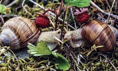 snails-slug1 Hand Picking
