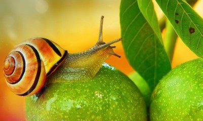 snails-slug2 Hand Picking