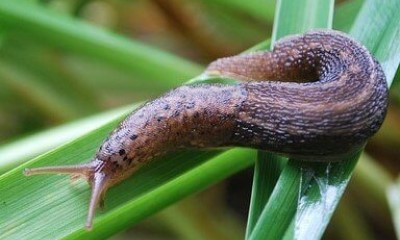snails-slug3 Hand Picking