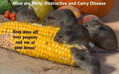 Sick of Mice Invading Your Home?