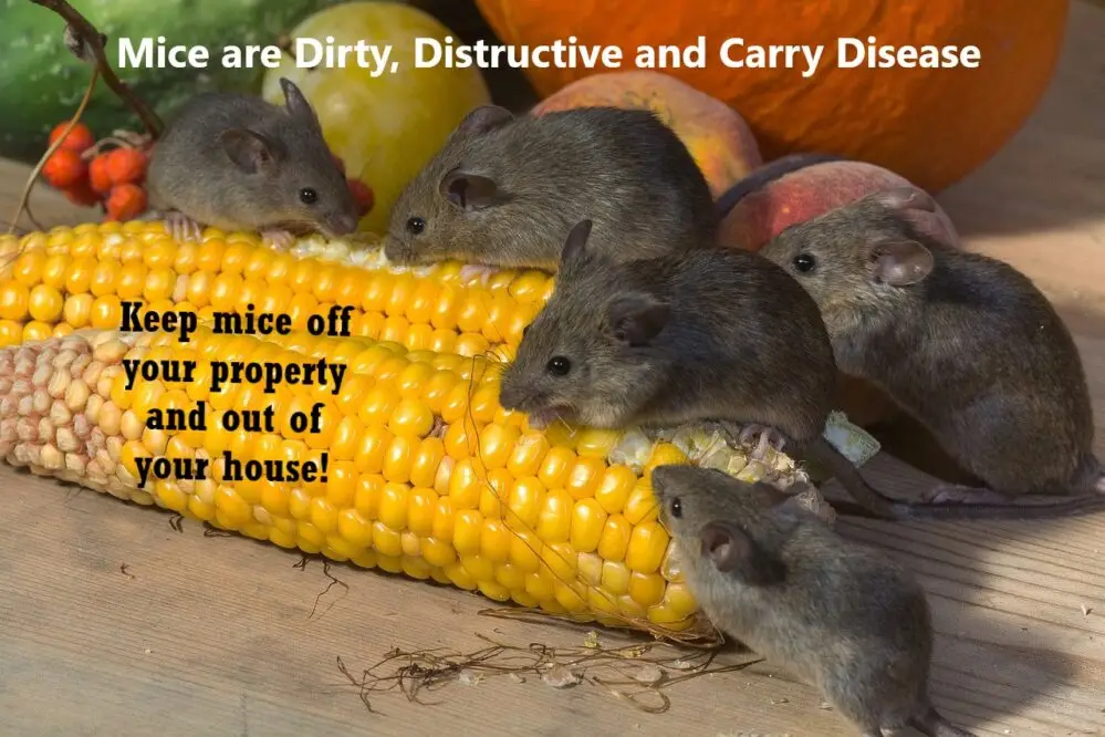 Multiple gray mice eating corn surrounded by fall produce with text warning about pest control