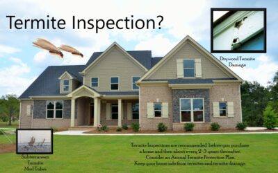 Is A Termite Inspection Really Necessary?