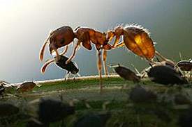 ant2