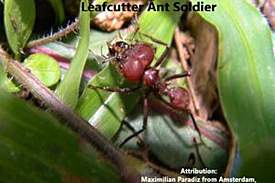 ant3