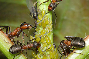 ants DO-IT-YOURSELF LANDSCAPE PEST CONTROL