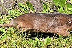 gopher6