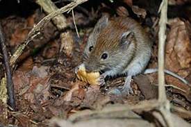 mouse2