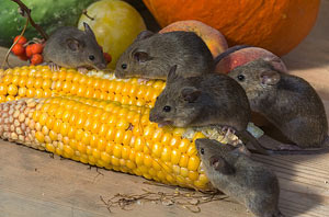 rat_corn_diy Corky's DIY Mouse Control Service