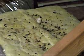 rat_mouse1