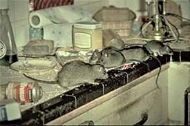 rat_mouse2