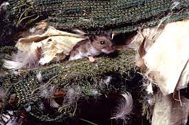 rat_mouse3