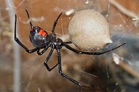 spider3