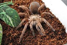 spider4