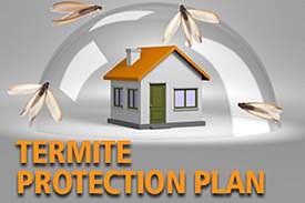 spot6 Termite Protection