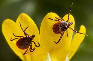 ticks Helpful things you can do to prevent pests in your landscape.