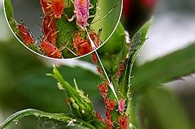 aphid1