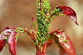 aphid2