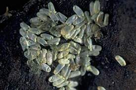 aphid4