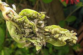 aphid5