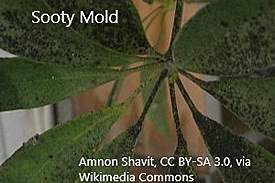 aphid6