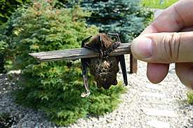 bat1