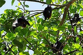 bat2