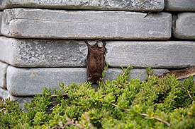 bat3