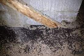bat5