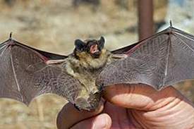 bats_huhy1