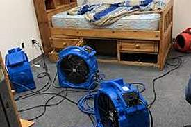 bedbugs5
