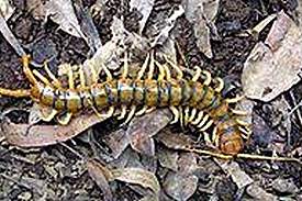 centipede6